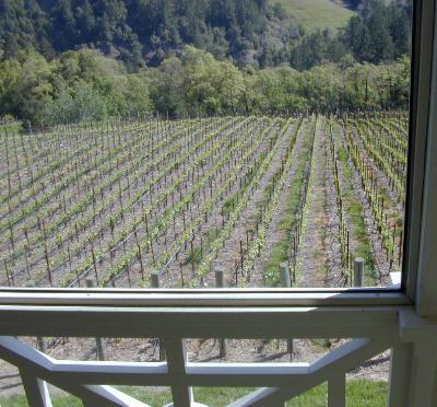 Camp Meeting Ridge Vine Rows