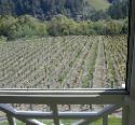 Vines at Camp Meeting Ridge