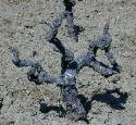 Zinfandel Vine